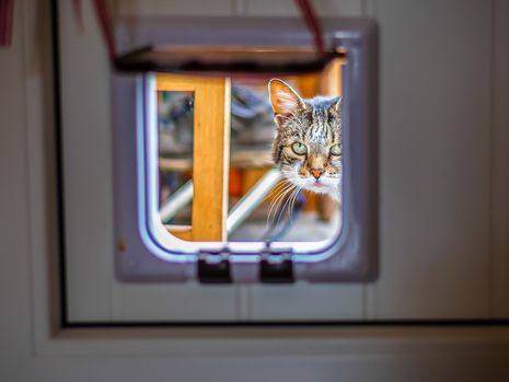 Cat & Dog Door